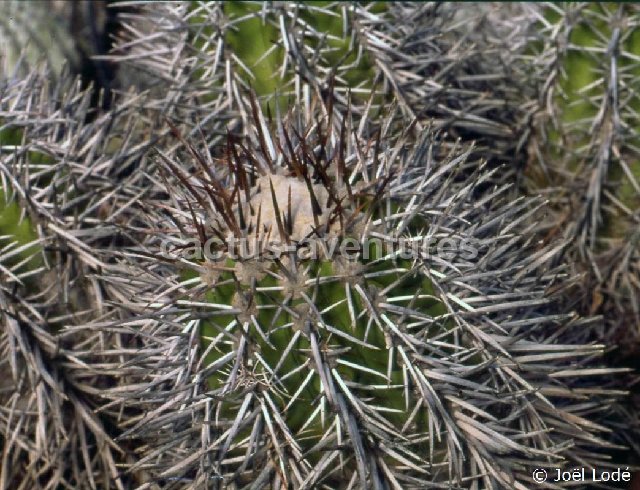 Copiapoa taltalensis ssp rupestris -024